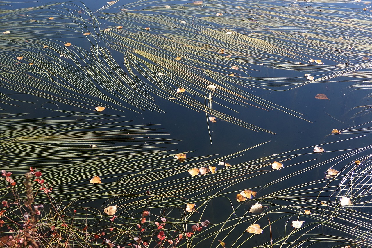 Can Seaweed Help to Offset Carbon Emissions?